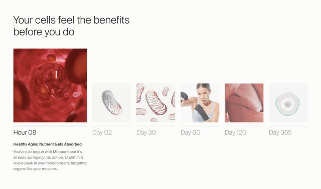 Timeline Longevity Timeline Preview