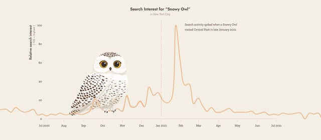 Searching for Birds Infographics Preview