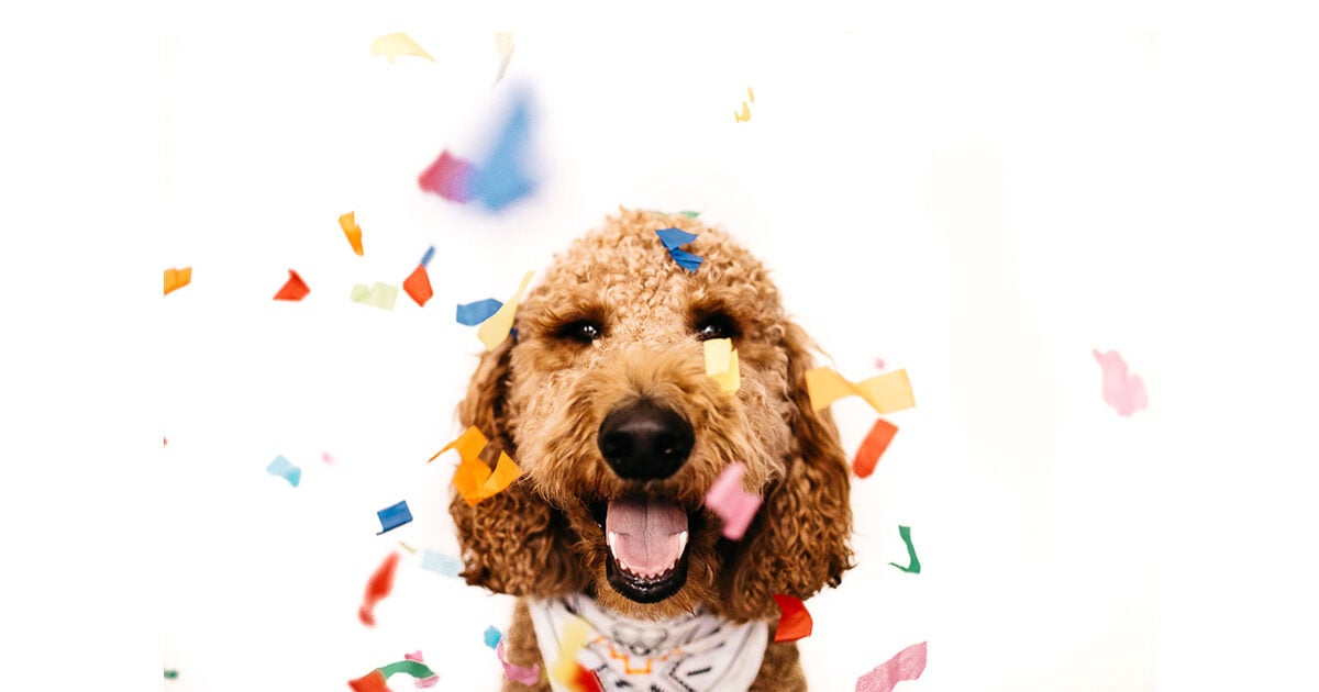 Doggo For Hire