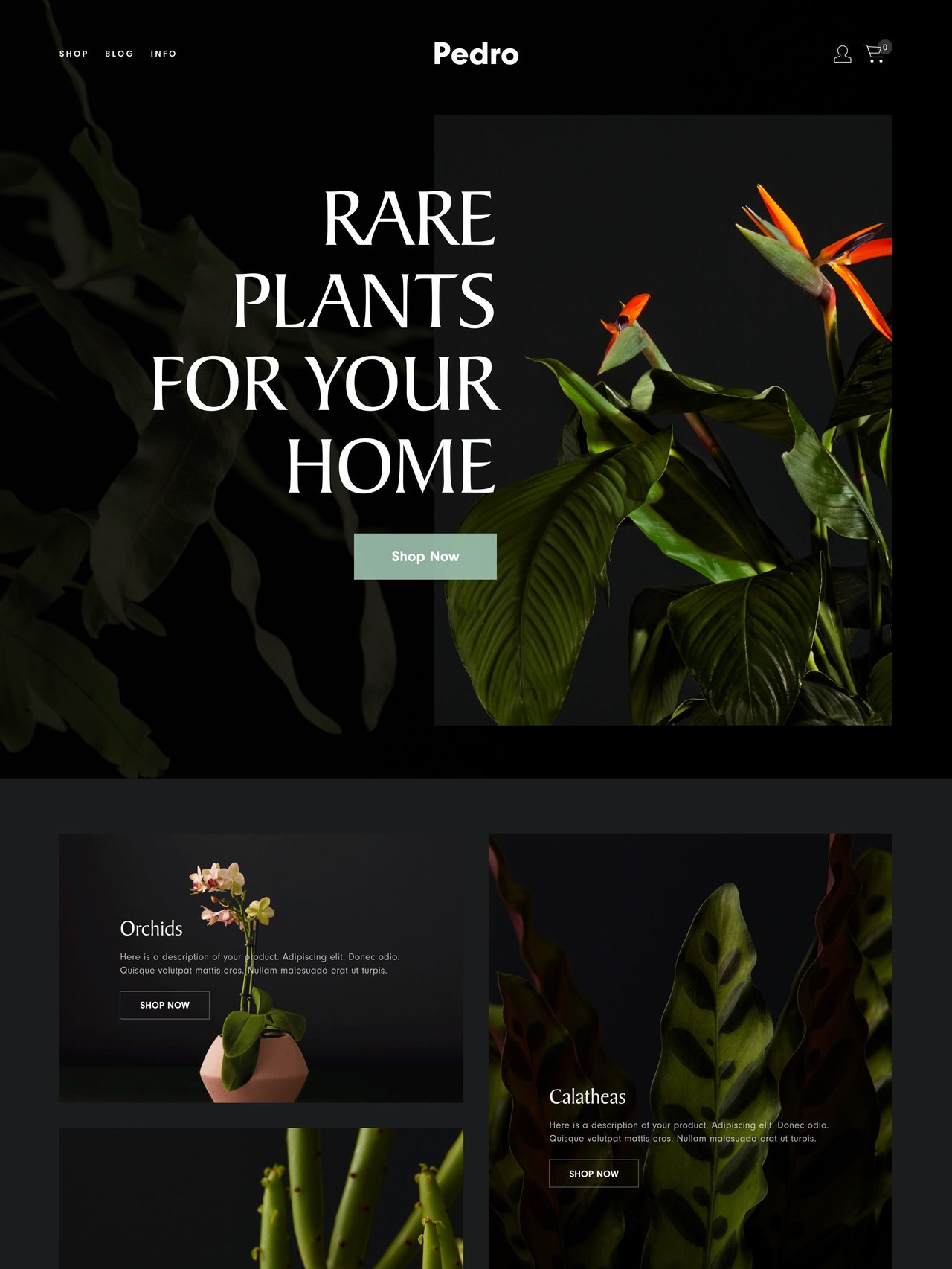 Squarespace Pedro Template - Home Page Screenshot