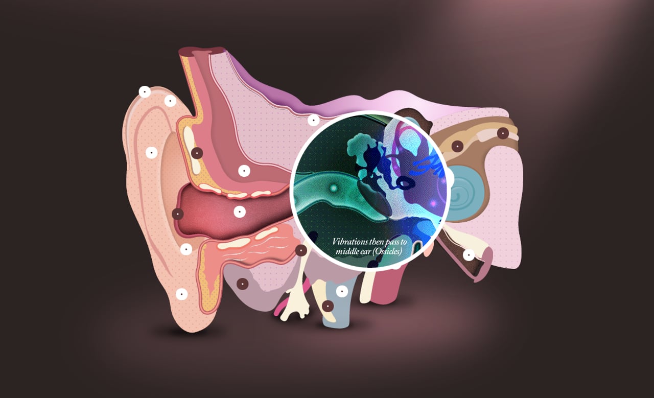 The Interactive Ear Website Screenshot