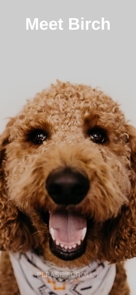 Doggo For Hire Mobile Preview