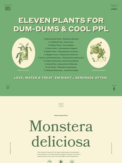 Eleven Plants for Dum-Dums & Cool Ppl Thumbnail Preview