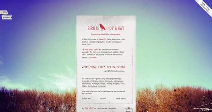 Bird is Not a Cat Thumbnail Preview