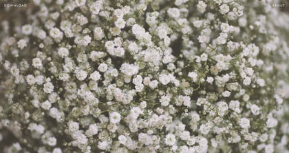 The Desktop Collection Thumbnail Preview