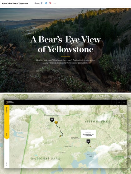A Bear’s-Eye View of Yellowstone Thumbnail Preview