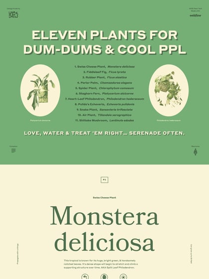 Eleven Plants for Dum-Dums & Cool Ppl Thumbnail Preview