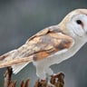 Owl sounds for relaxation