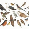 Bird mic collage